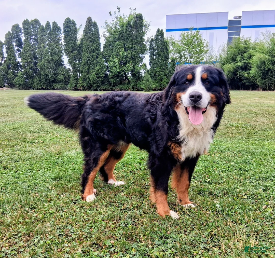 Bernese Mountain Dog dogs for stud: Rontu Aero - Ad 3