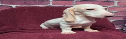 Miniature Dachshund dogs for sale: Mason - Ad 6