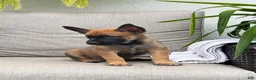 Belgian Malinois dogs for sale: Breezy  - Ad 2