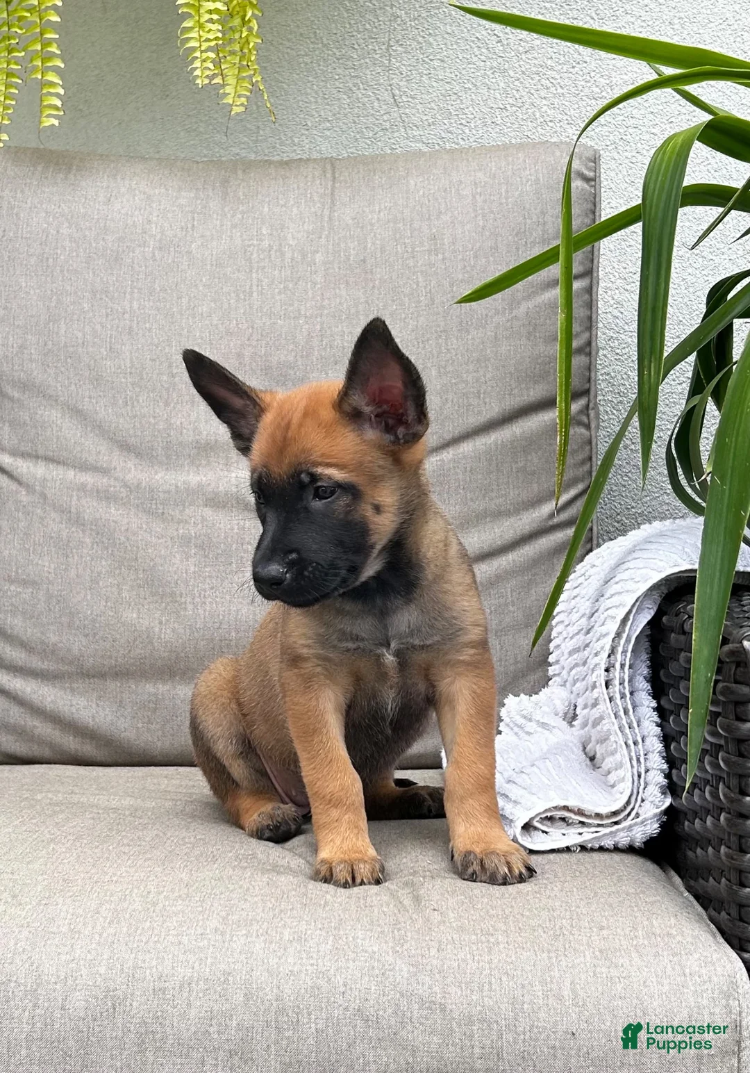 Belgian Malinois dogs for sale: Breezy  - Ad 2