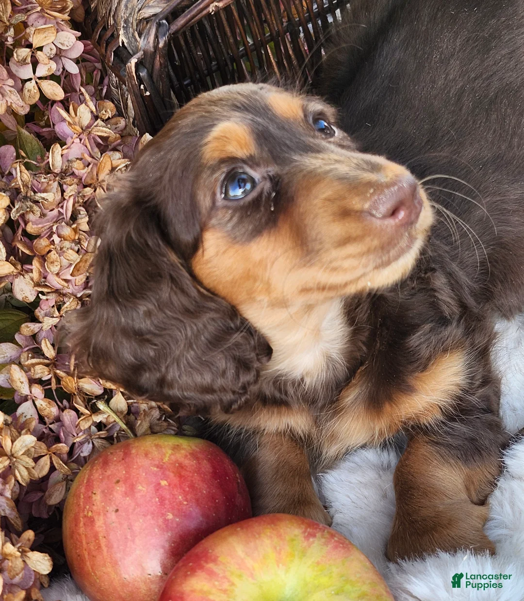 Miniature Dachshund dogs for sale: Poppy - Ad 2