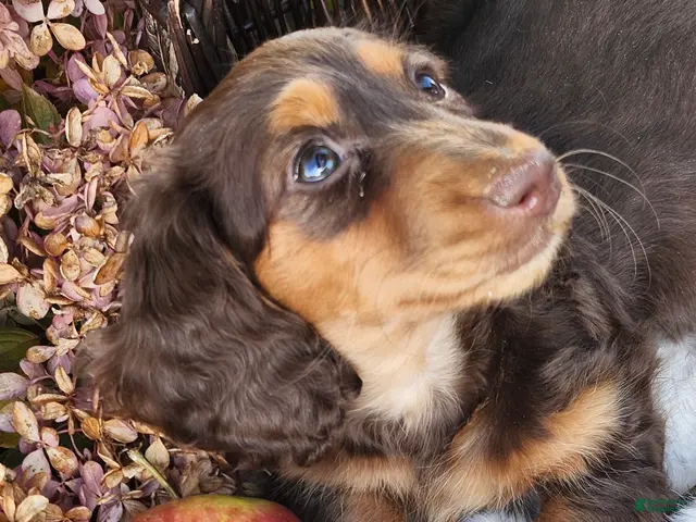 Miniature Dachshund dogs for sale: Poppy - Ad 2