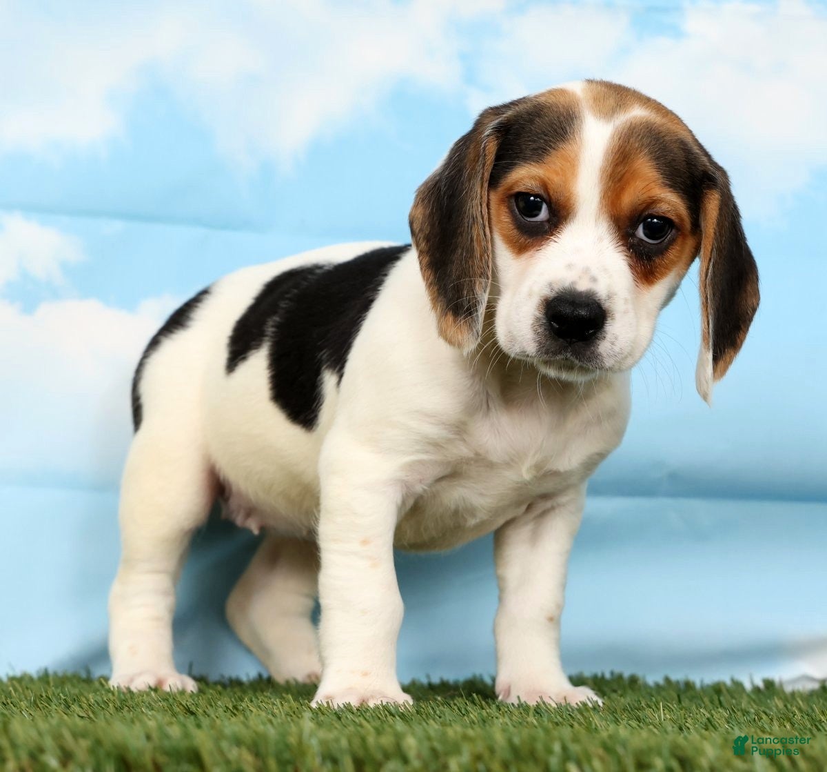 Beagle dogs Trooper - Ad 2