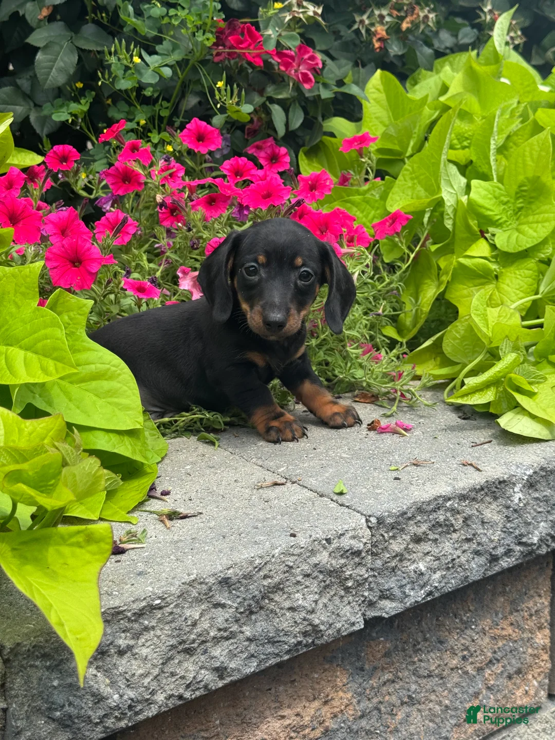 Miniature Dachshund dogs for sale: Dexter - Ad 2