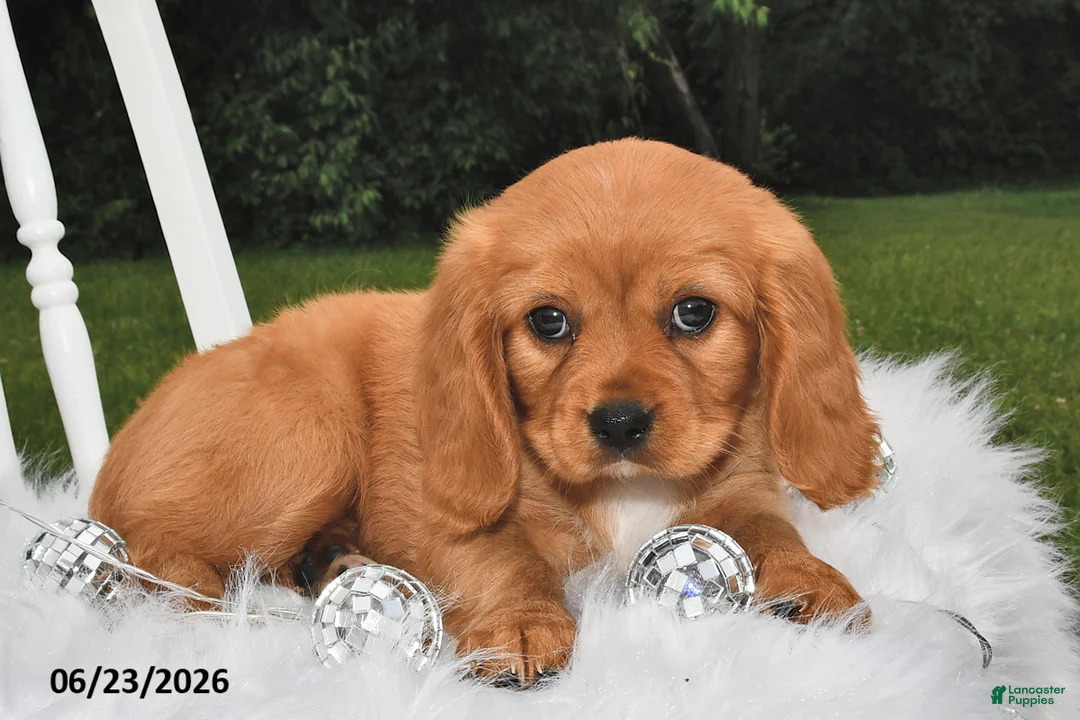 Beaglier dogs for sale: Cuddles - Ad 1