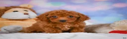 Cavapoo dogs for sale: Dixie - Ad 12