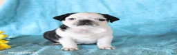 Pug dogs for sale: Sprinkle - Ad 3