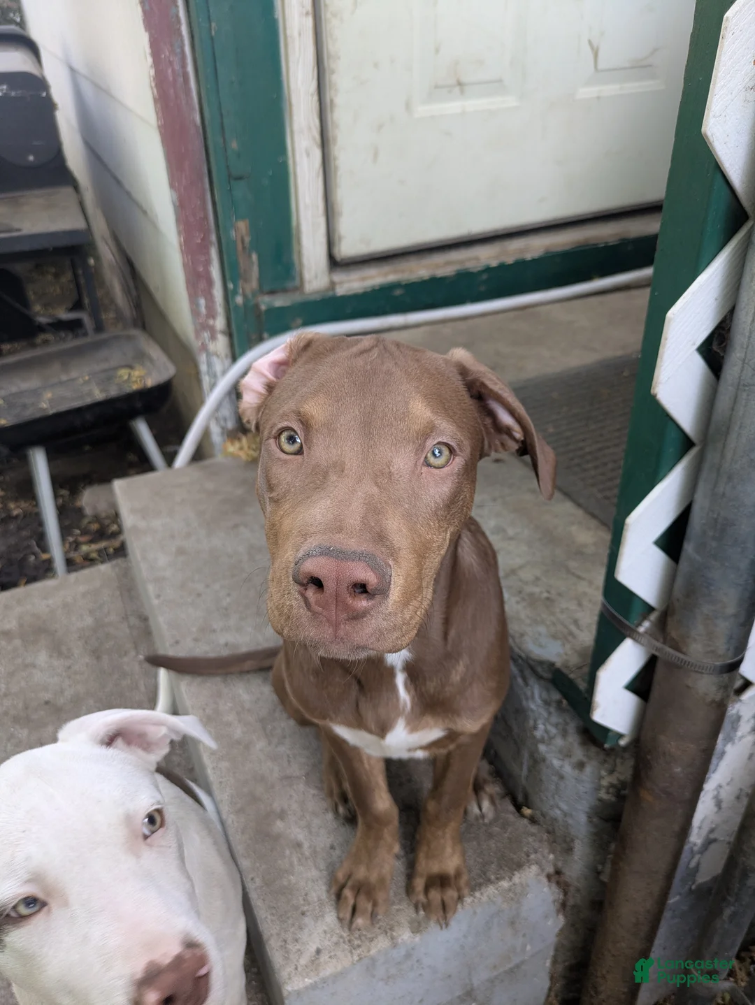 Mixed Breed dogs for sale: Thor - Ad 2