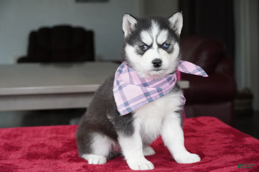 Siberian Husky dogs for sale: Daisy - Ad 1