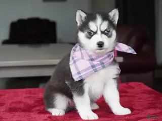 Siberian Husky dogs for sale: Daisy - Ad 4