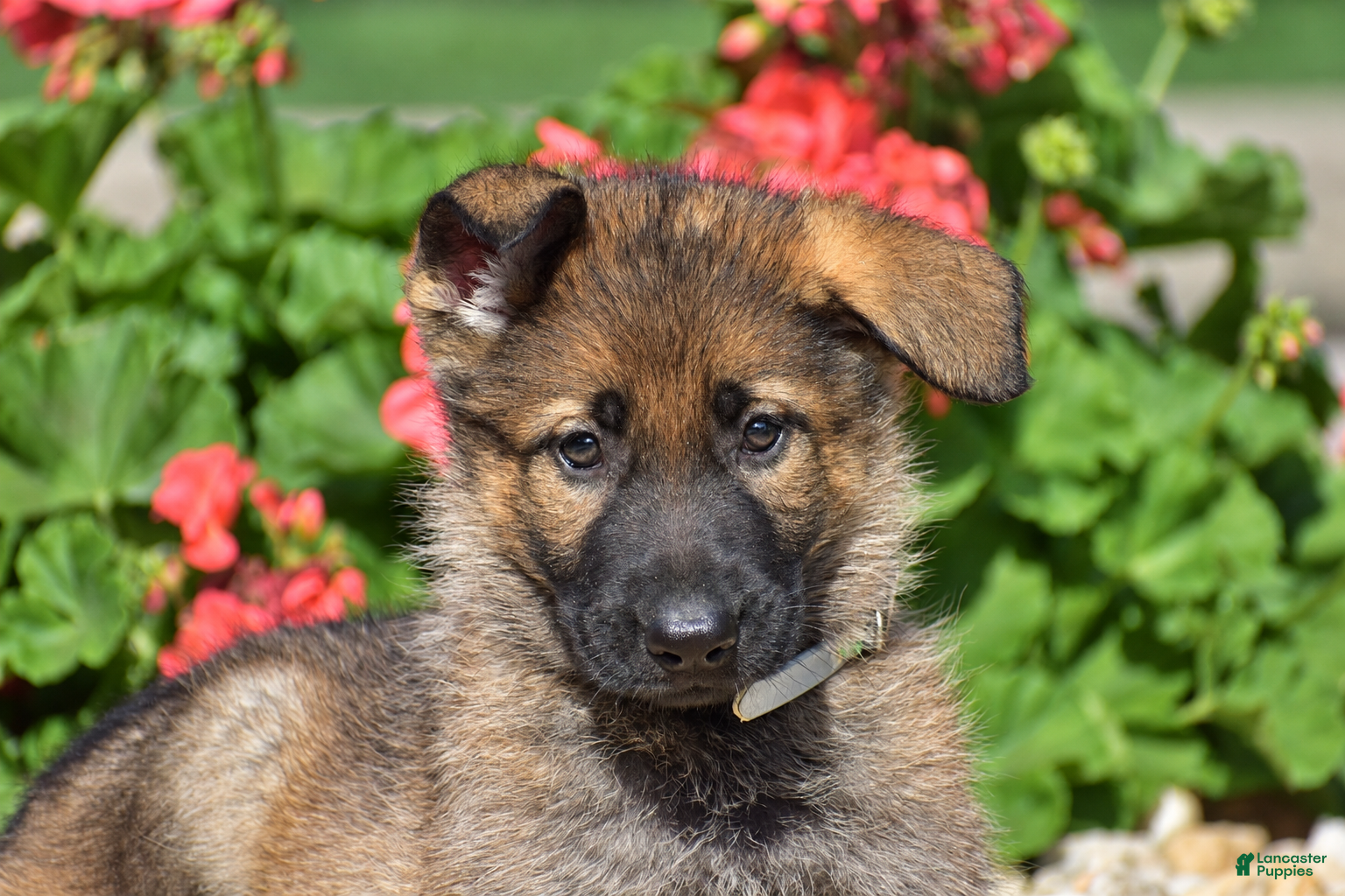 German Shepherd dogs Ember - Ad 2