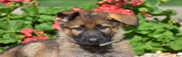 German Shepherd dogs for sale: Ember - Ad 2