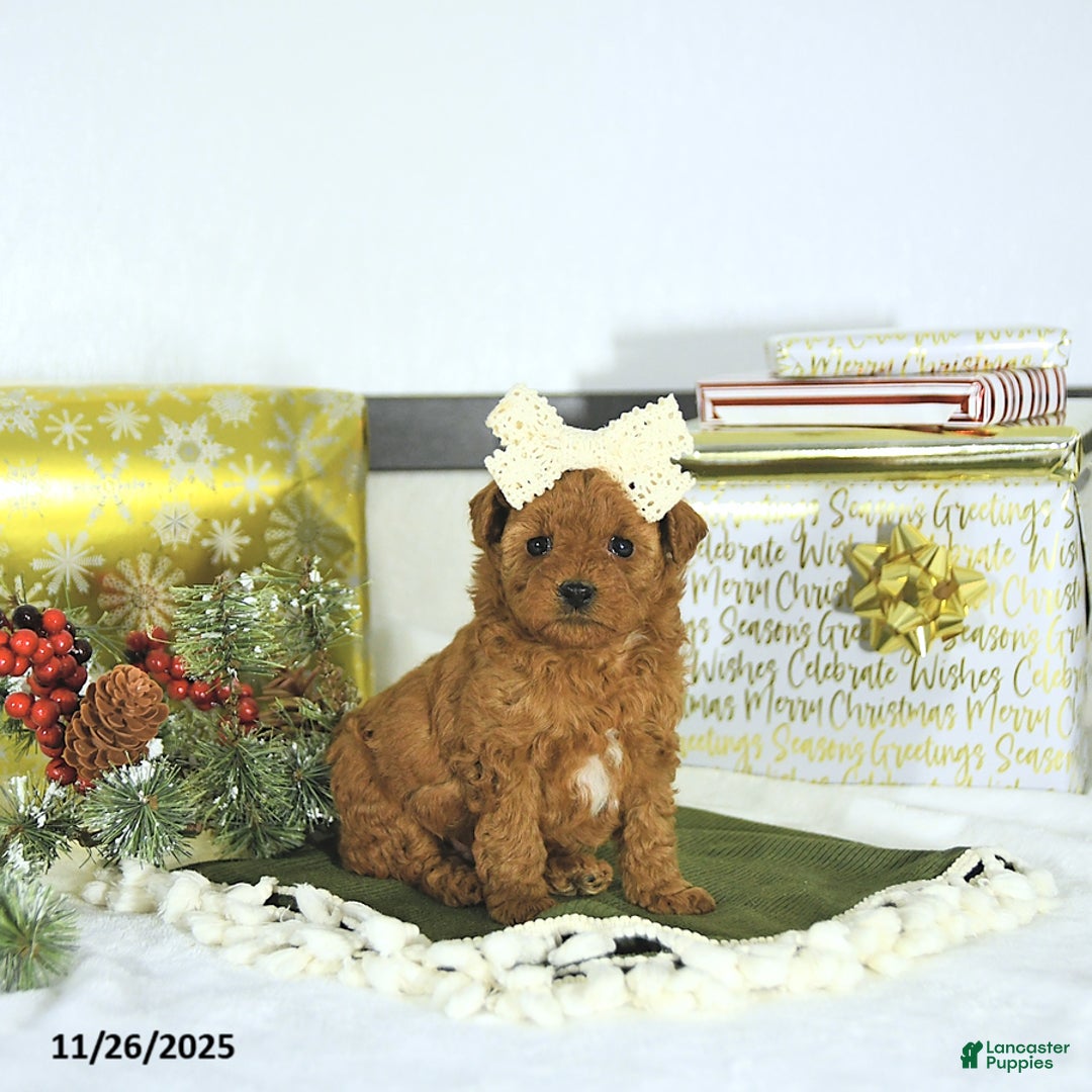 Toy Poodle dogs for sale: Sofia - Ad 6