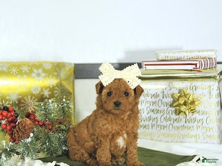 Toy Poodle dogs Sofia - Ad 34