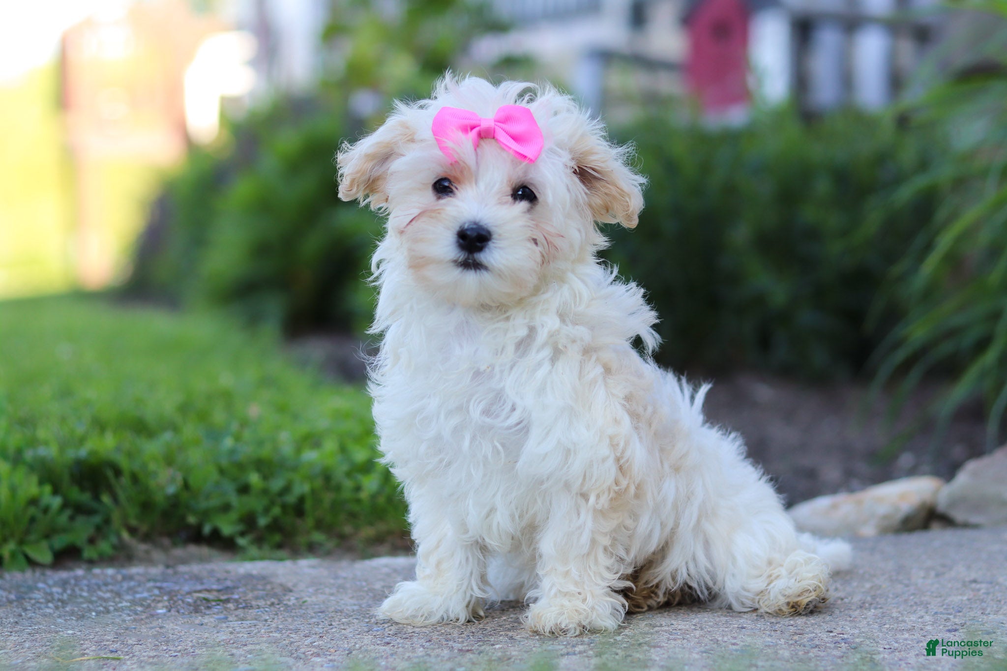Maltipoo dogs Ana - Ad 1