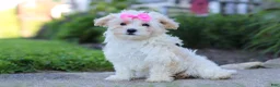 Maltipoo dogs for sale: Ana - Ad 1