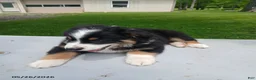 Miniature Australian Shepherd dogs for sale: Polly - Ad 4