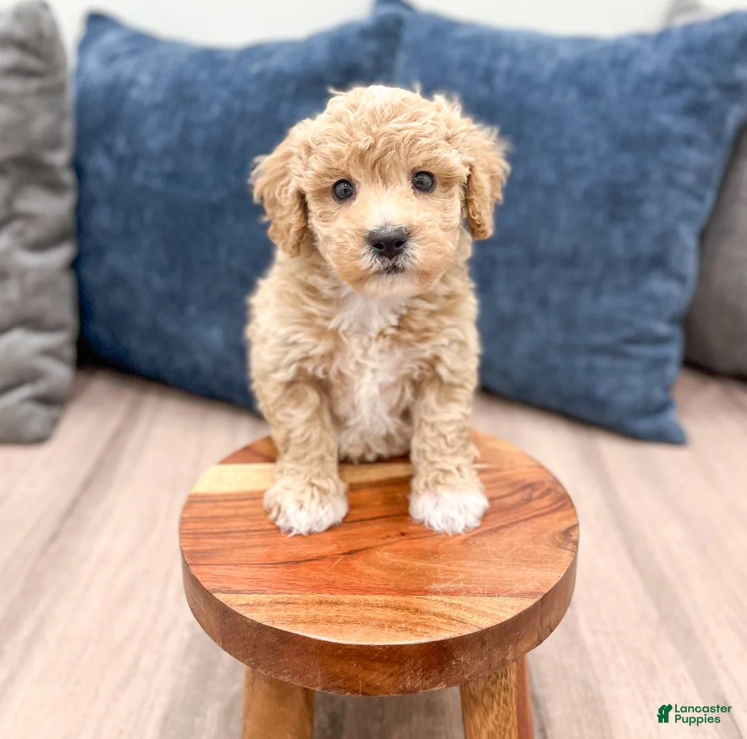 Bichpoo dogs for sale: Winston - Ad 2