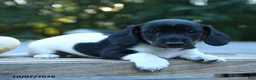 Miniature Dachshund dogs for sale: Louie - Ad 2