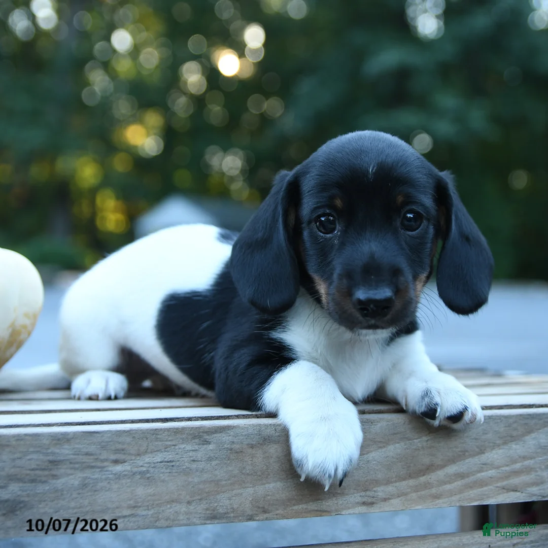 Miniature Dachshund dogs for sale: Louie - Ad 2