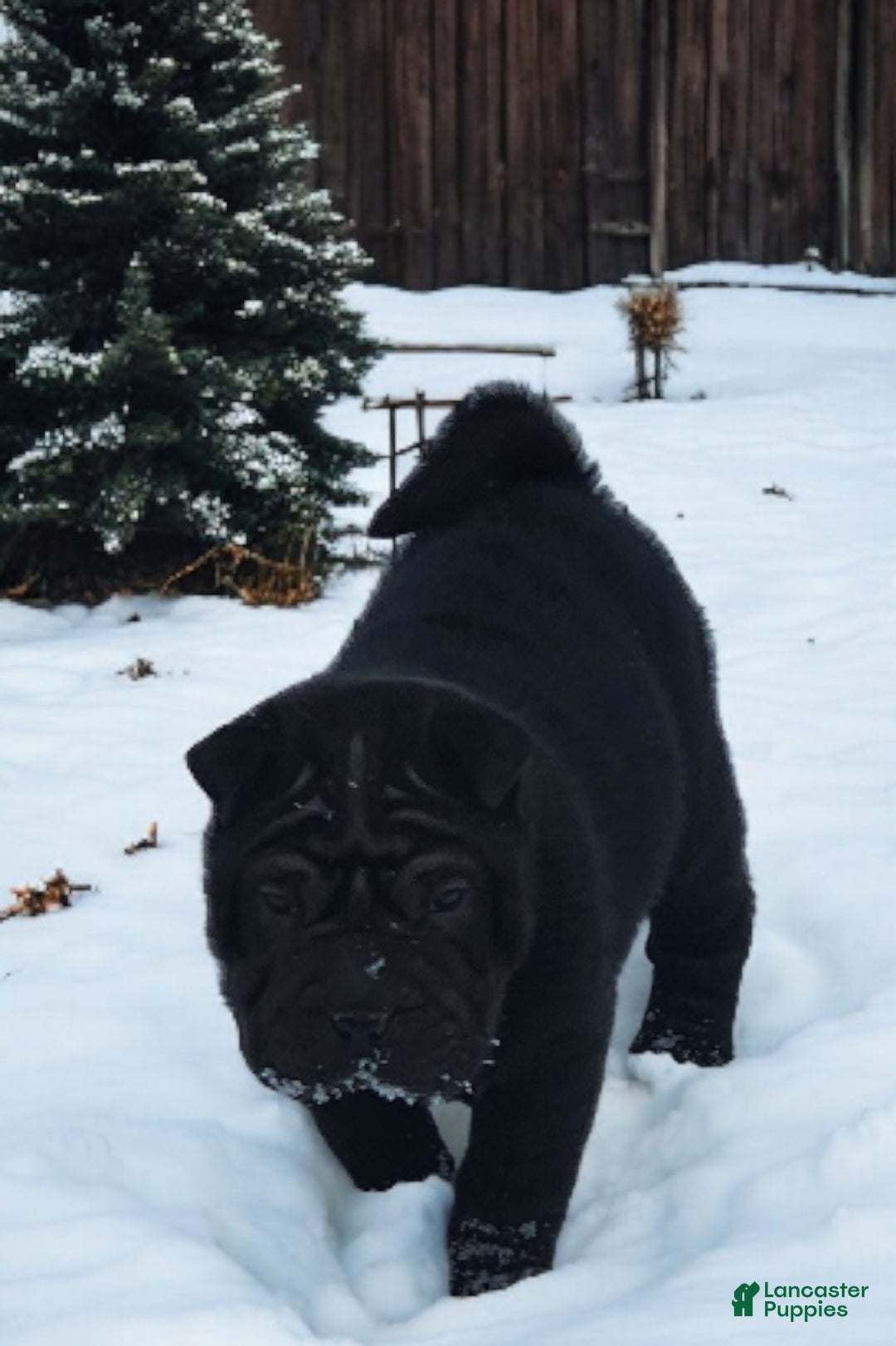 Shar Pei dogs for sale: Ebony mini  - Ad 10