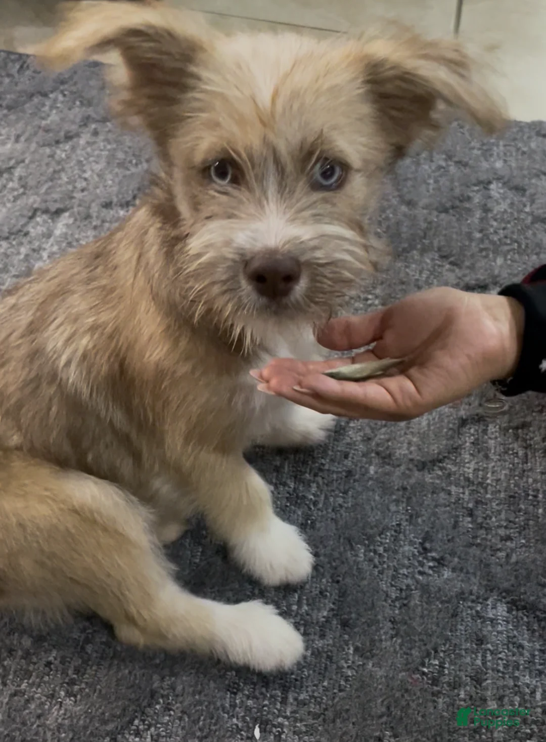 Mixed Breed dogs for sale: Mixed Breed Puppy 1 - Ad 2