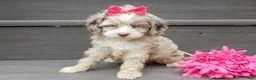 Cockapoo dogs for sale: Jane - Ad 5