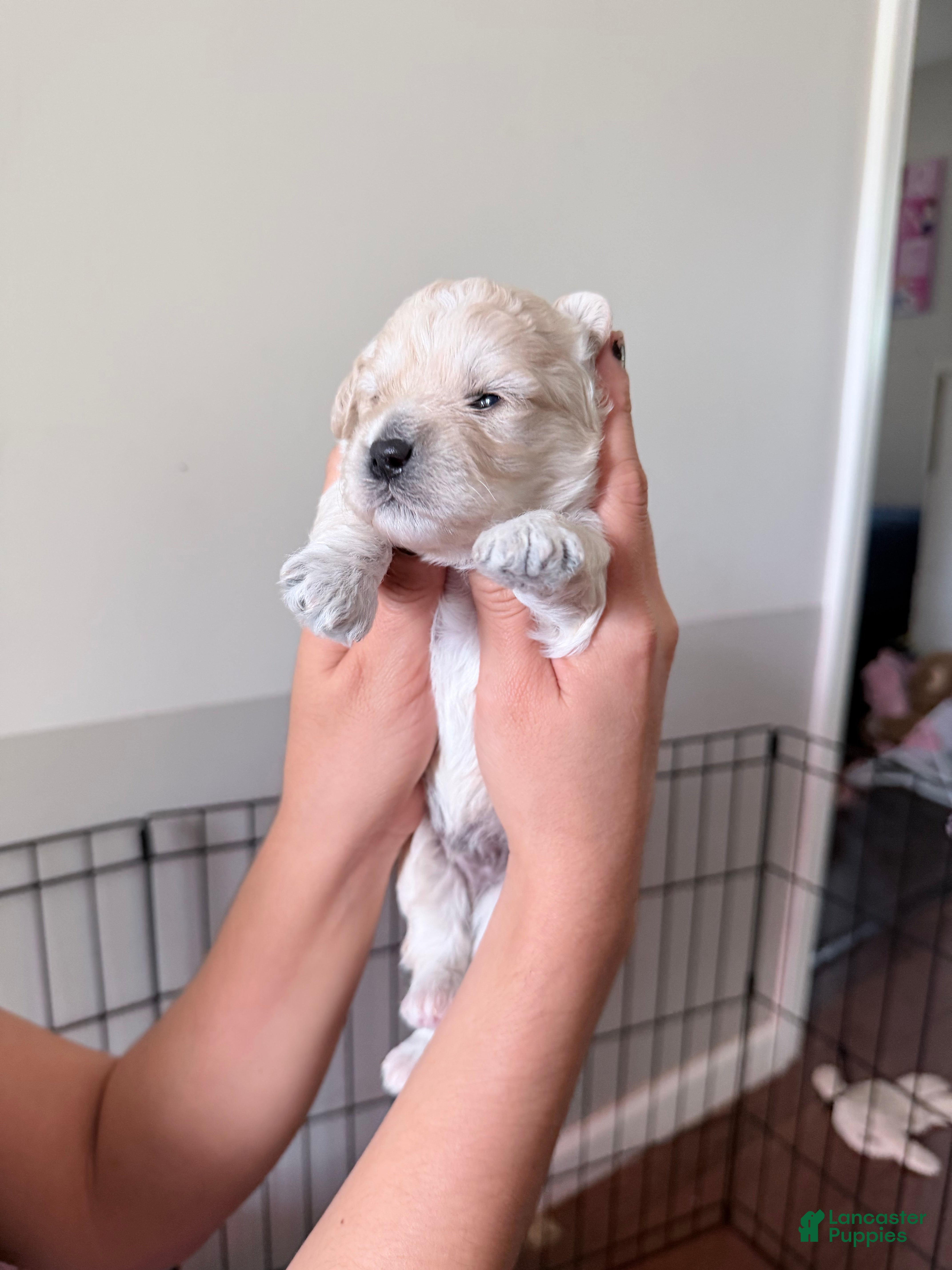 Toy Poodle dogs marshmallow - Ad 2