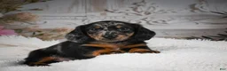 Miniature Dachshund dogs for sale: AKC-Bingo - Ad 11