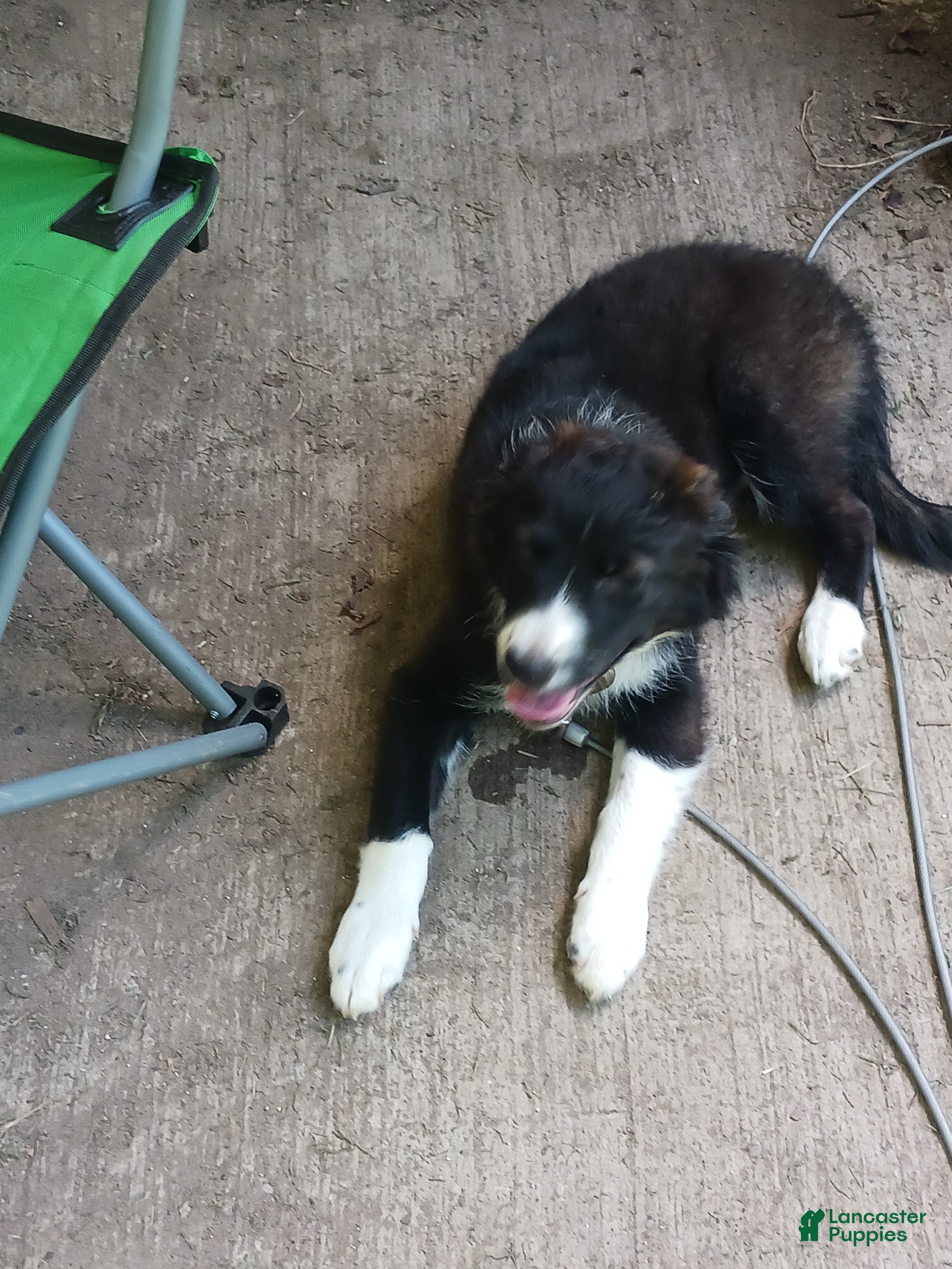 Mixed Breed dogs Shadow - Ad 42
