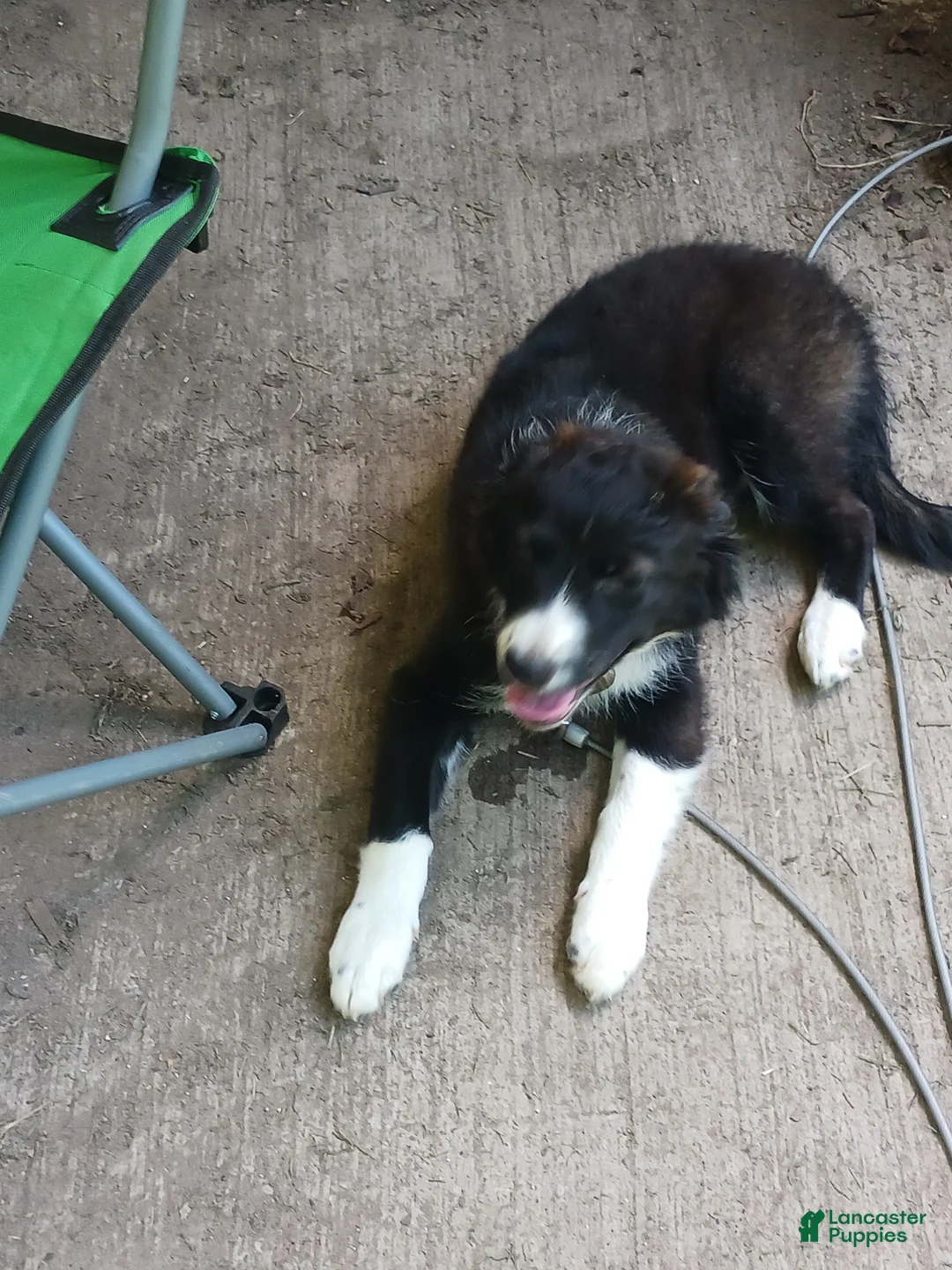 Mixed Breed dogs for sale: Shadow - Ad 1