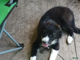Offset Border Border Collie mix Puppies for sale | Lancaster Puppies