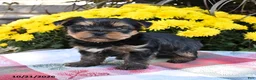 Yorkshire Terrier dogs for sale: Bently - Ad 4