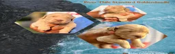 Goldendoodle dogs for sale: River - Ad 3
