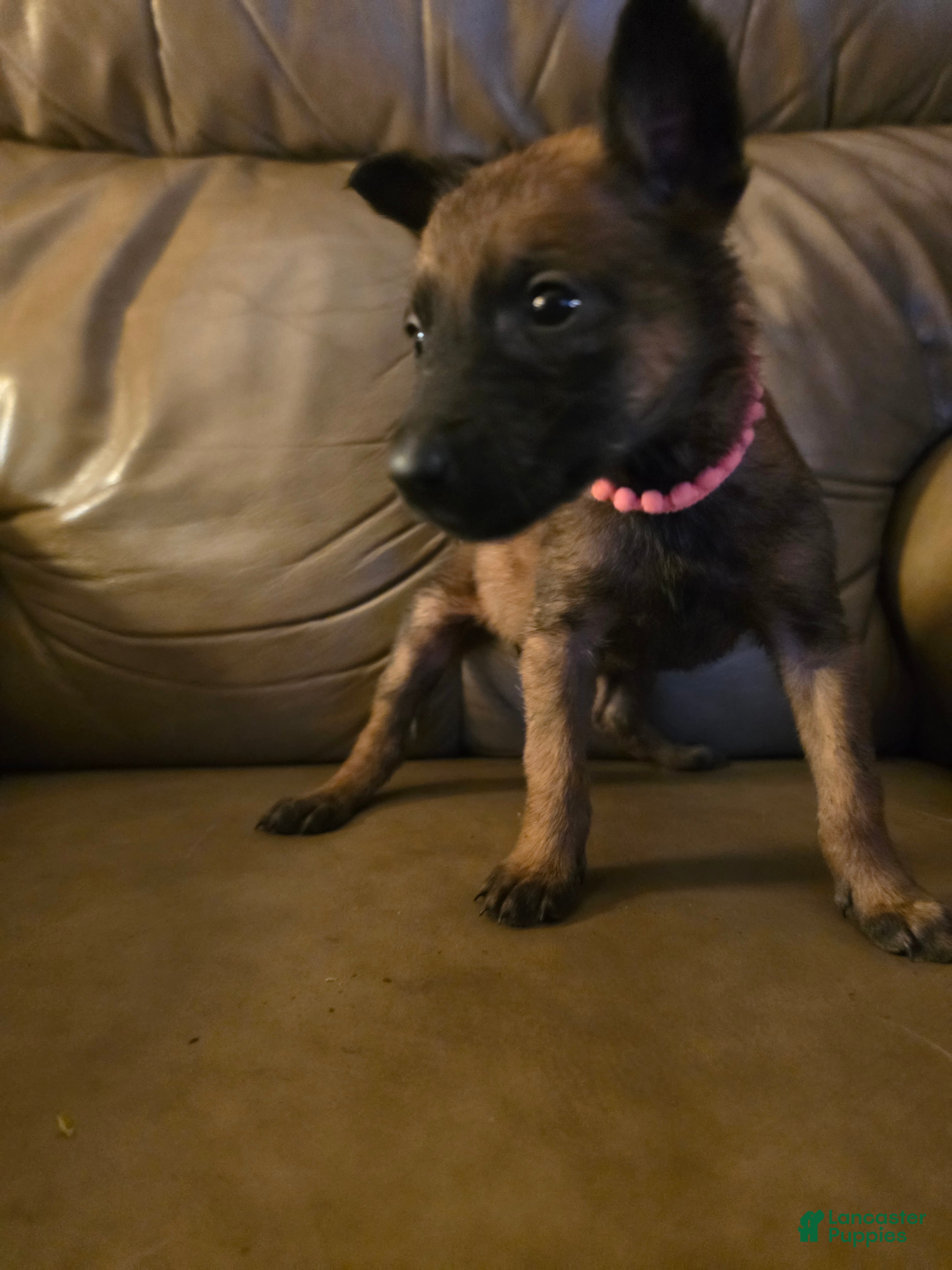 Belgian Malinois dogs Belgian Malinois 4 (fuscia)  - Ad 2