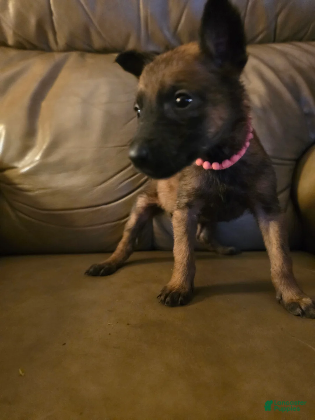 Belgian Malinois dogs for sale: Belgian Malinois 4 (fuscia)  - Ad 1