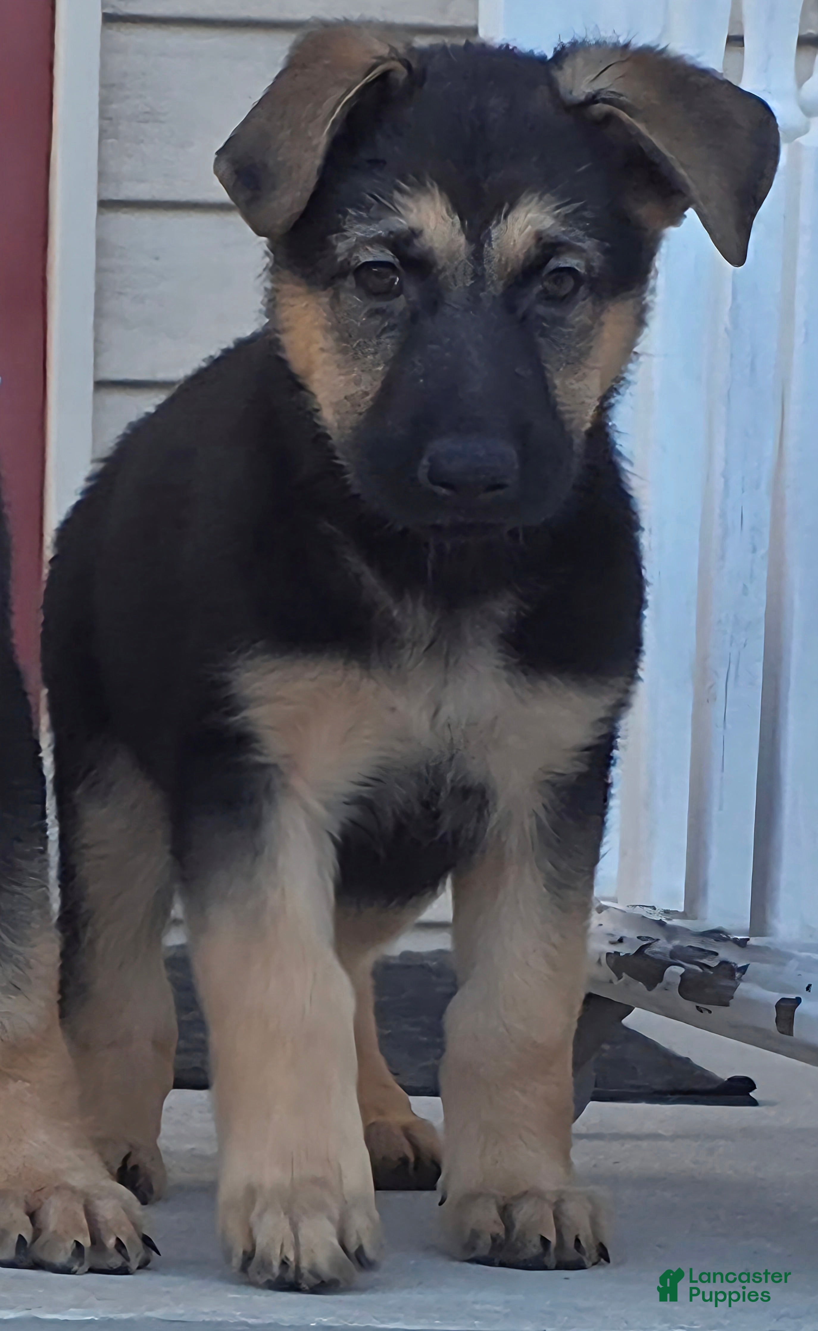 German Shepherd dogs Bella (5) - Ad 37