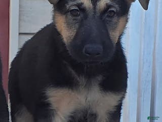 German Shepherd dogs Bella (5) - Ad 37