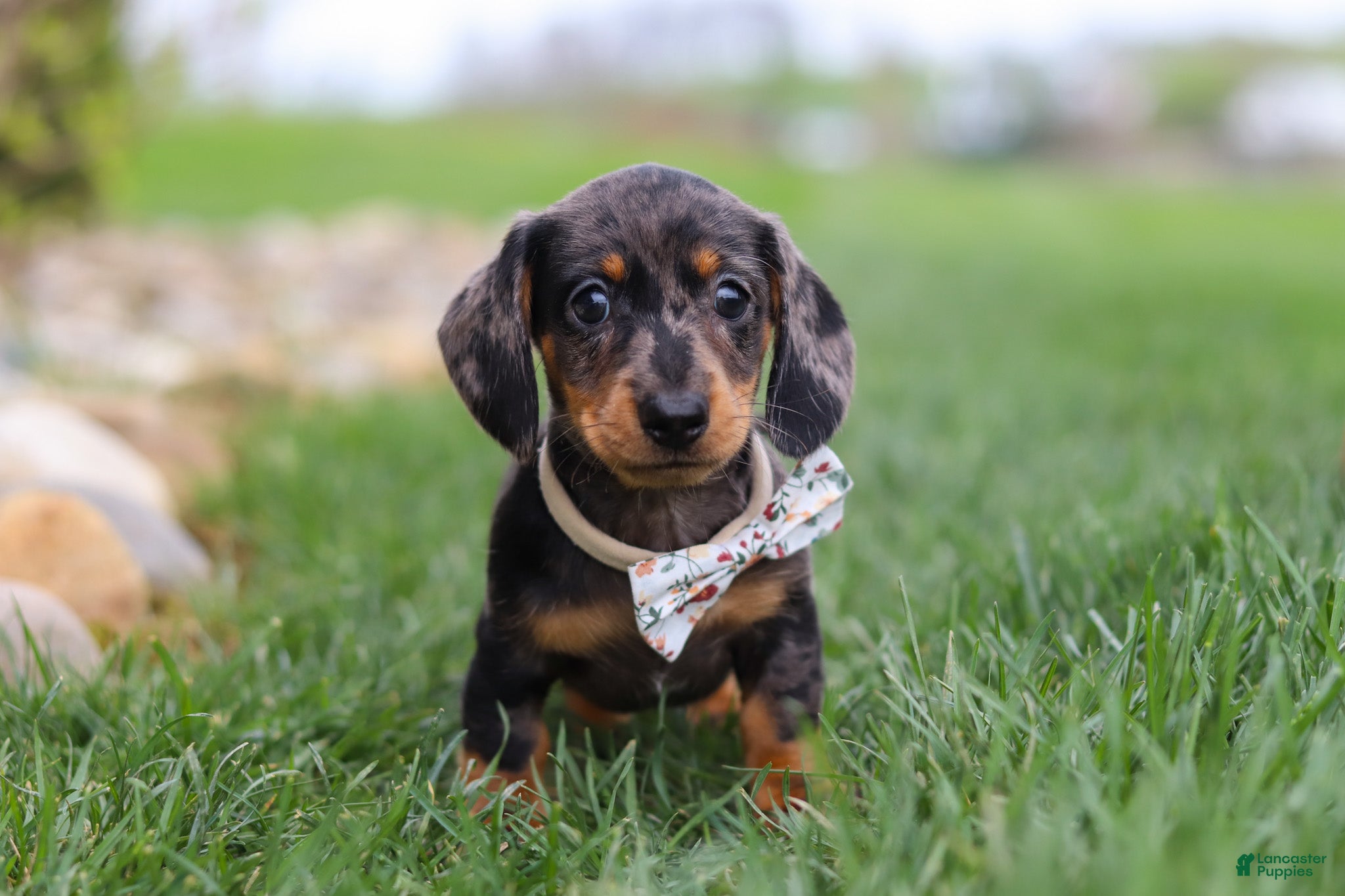 Miniature Dachshund dogs Lila - Ad 2
