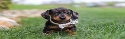 Miniature Dachshund dogs for sale: Lila - Ad 2