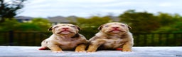 American Bully dogs for sale: American Bully XL Black Tri Female - Ad 5