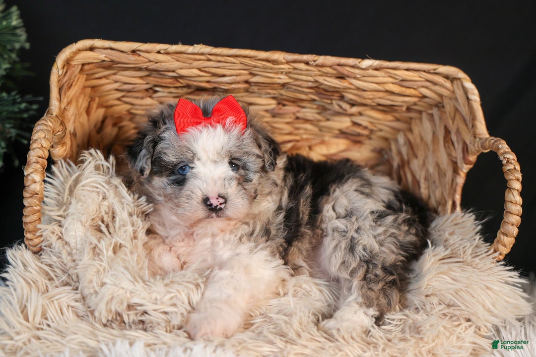 Mini Aussiedoodle dogs for sale: Gloria - Ad 5