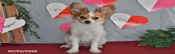 Papillon dogs for sale: Nick  - Ad 7