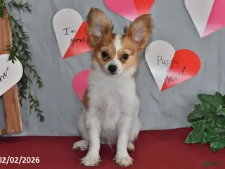 Papillon dogs Nick - Ad 4