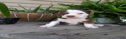 Beabull dogs for sale: Max - Ad 2