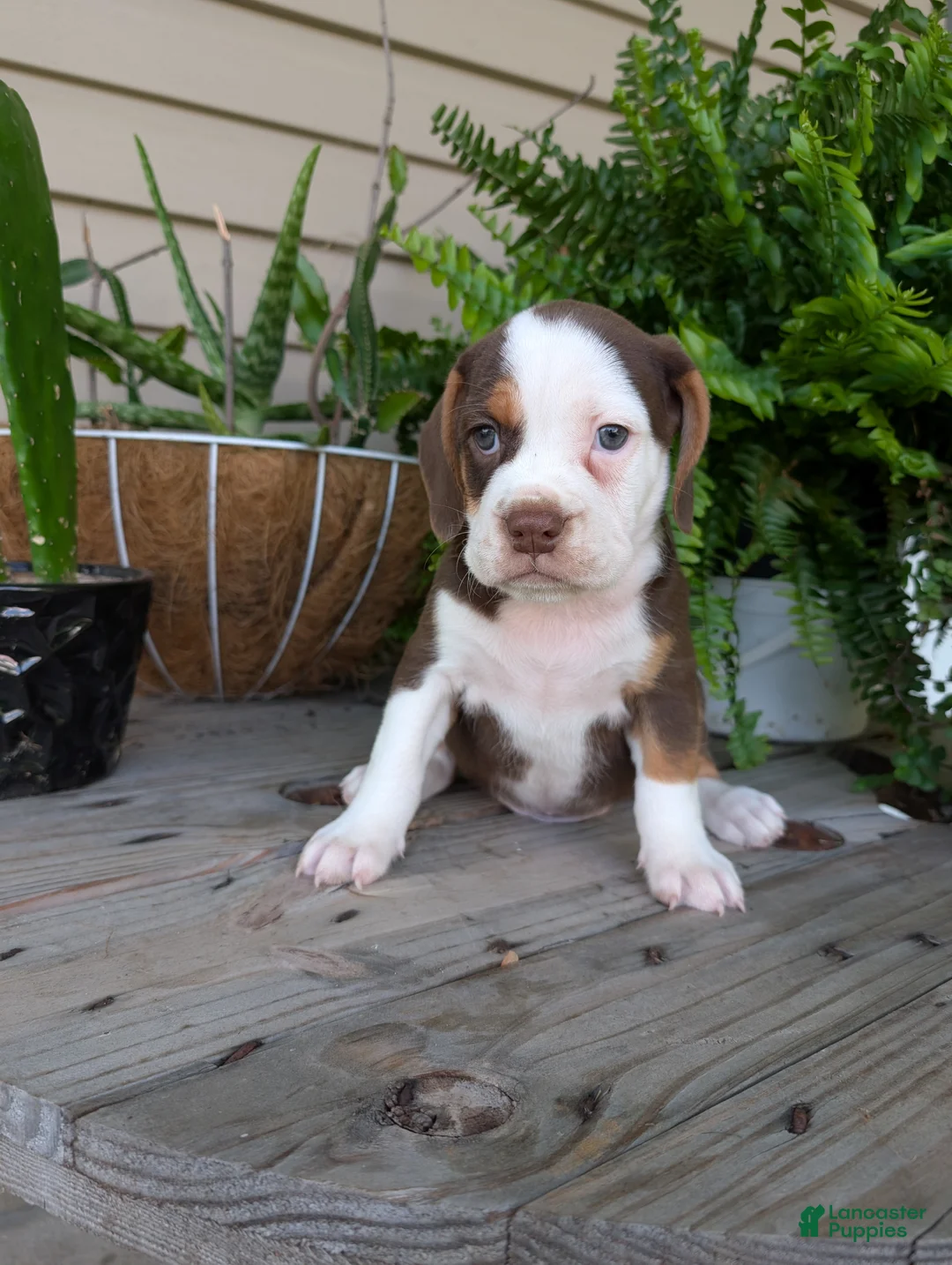 Beabull dogs for sale: Max - Ad 2