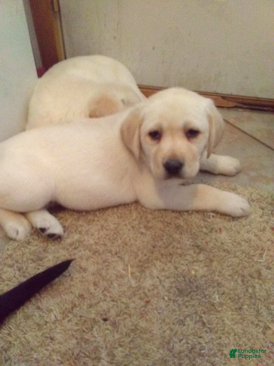 Labrador Retriever dogs Hank - Ad 6