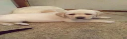 Labrador Retriever dogs for sale: Hank - Ad 1