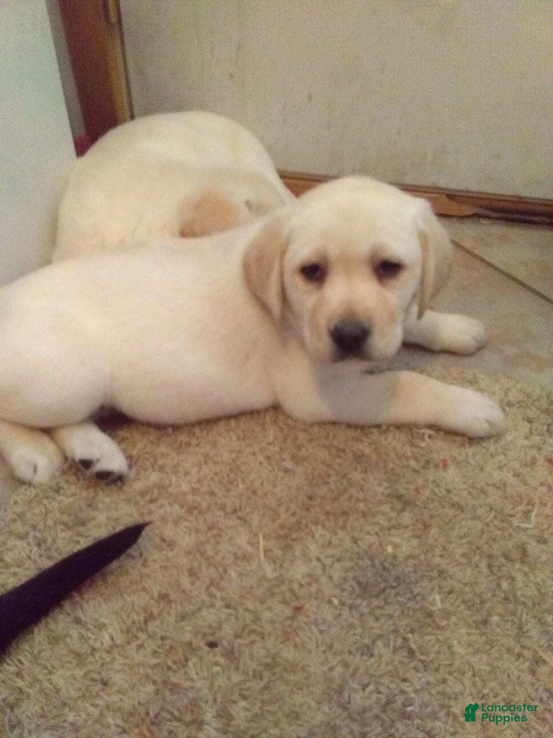 Labrador Retriever dogs for sale: Hank - Ad 1