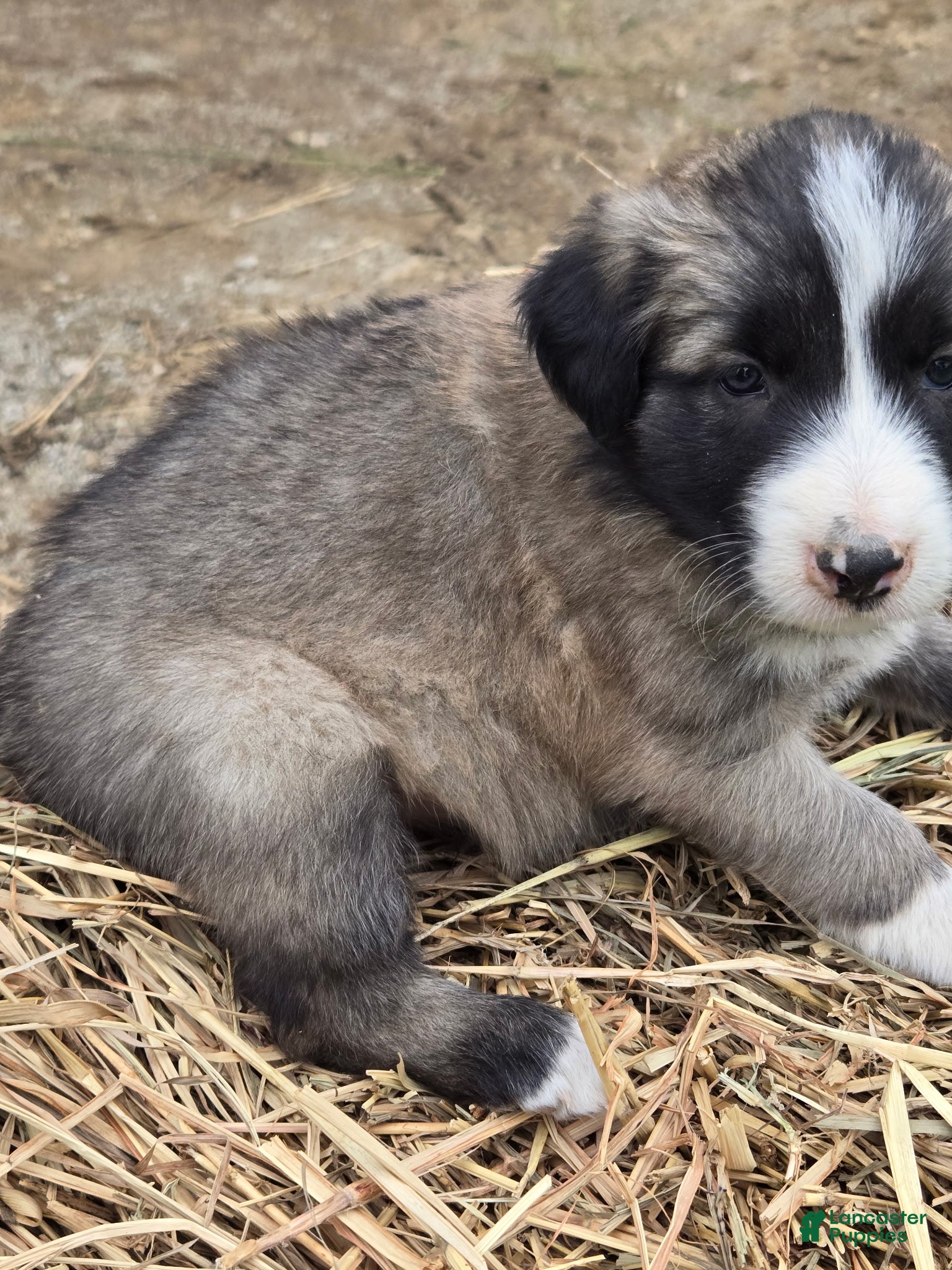Border Collie dogs Border Collie Puppy 5 Rolly - Ad 26